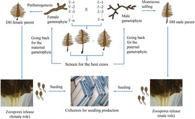 Breeding in the Economically Important Brown Alga Undaria pinnatifida: A Concise Review and Future Prospects